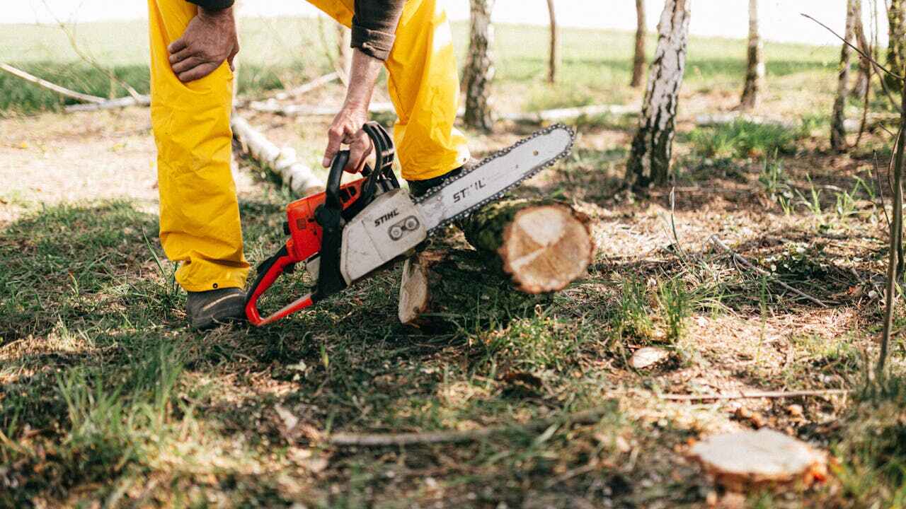 Best Tree Stump Removal  in St Augustine Shores, FL